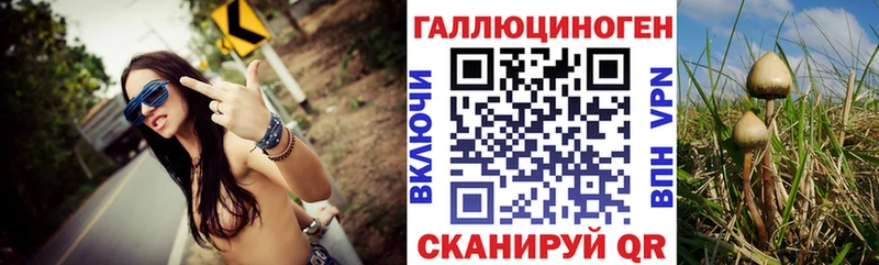 Купить  Пионерский  Галлюциногенные грибы Psilocybe 